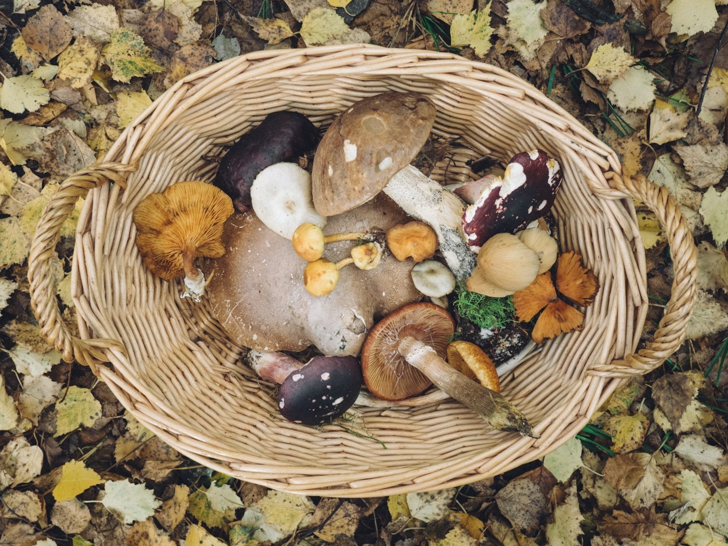 Top Medicinal Mushrooms for Brain Health and Focus